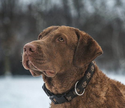 Cão castanho sentado no exterior, num cenário coberto de neve