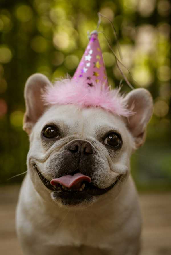 Come aumentare l’aspettativa di vita del bulldog francese