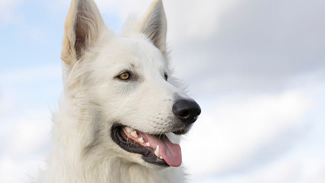 Så matar du hunden på vintern: guide till kost och godbitar