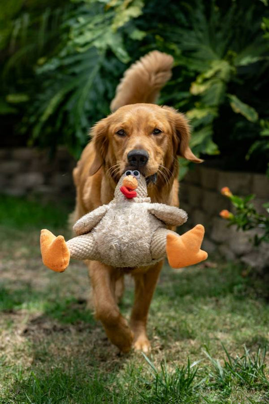 Golden retriever carrying a plush duck toy across a grassy yard