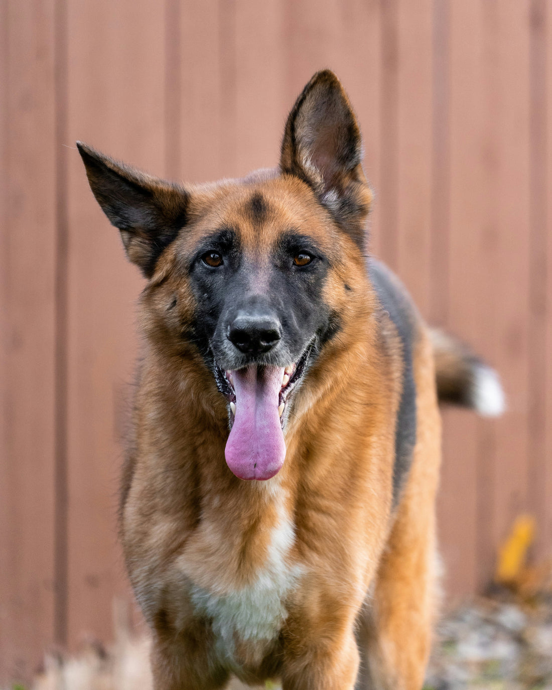 Comprehensive Guide to German Shepherd Longevity and Health