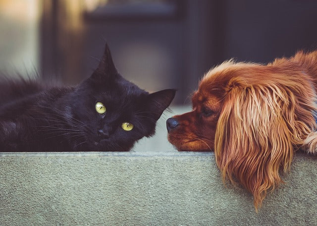 Gids voor het adopteren en opvangen van blinde honden