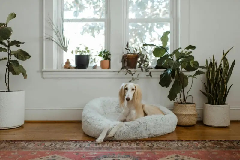 How a Cozy Bed Reduces Pet Anxiety and Stress