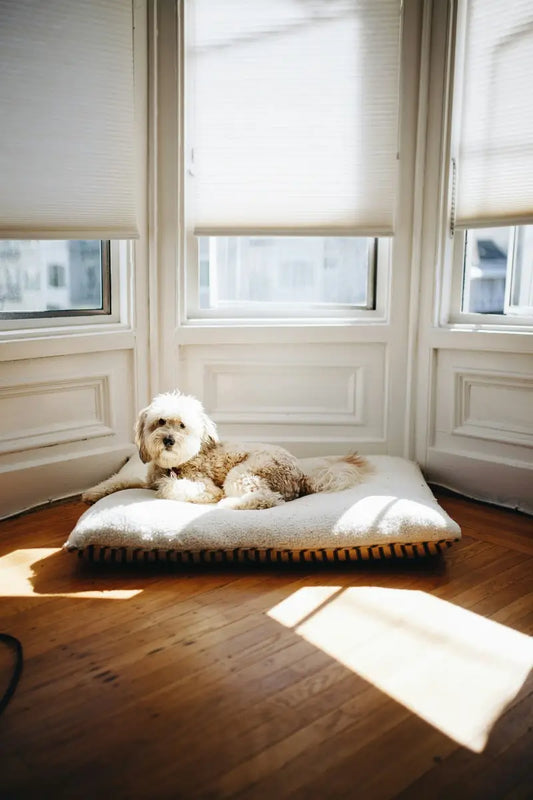 How to Clean and Maintain Your Pet Bed for Hygiene