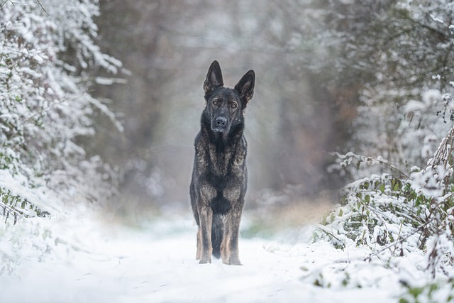 La guida definitiva agli accessori invernali per cani 2025