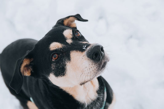 How to Keep Your Dog Warm in Winter: Tips for 2025
