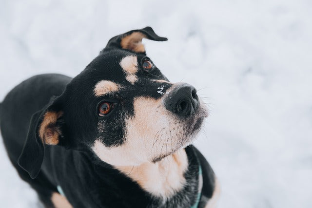 Come tenere al caldo il cane in inverno: consigli per il 2025