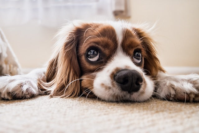 Small brown-and-white dog resting indoors