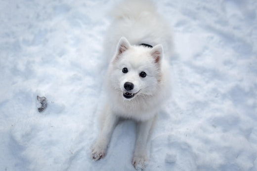 White puppy sitting in snow
