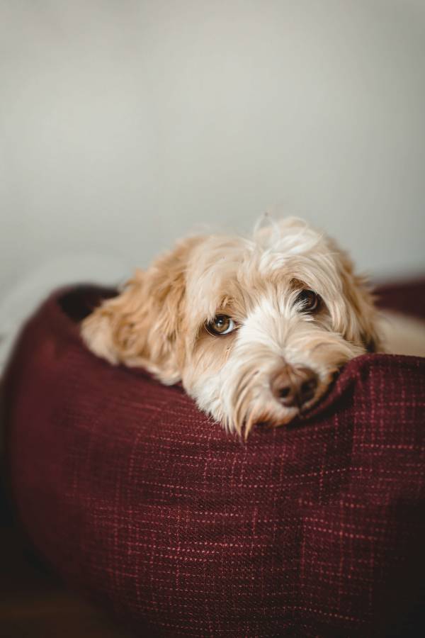 Leer je hond in zijn eigen bed slapen: essentiële tips