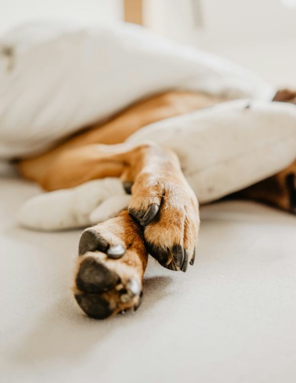 Plotselinge zwakte van de achterpoten bij honden: oorzaken en oplossingen
