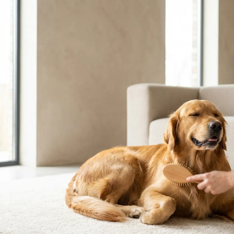 Mastering Line Brushing for Dogs at Home