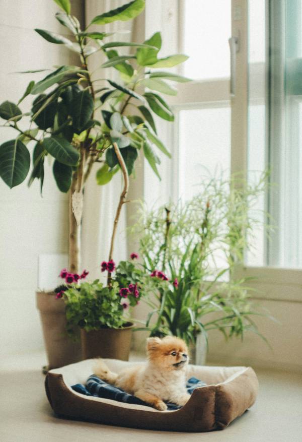 Small dog resting in a bed near several houseplants