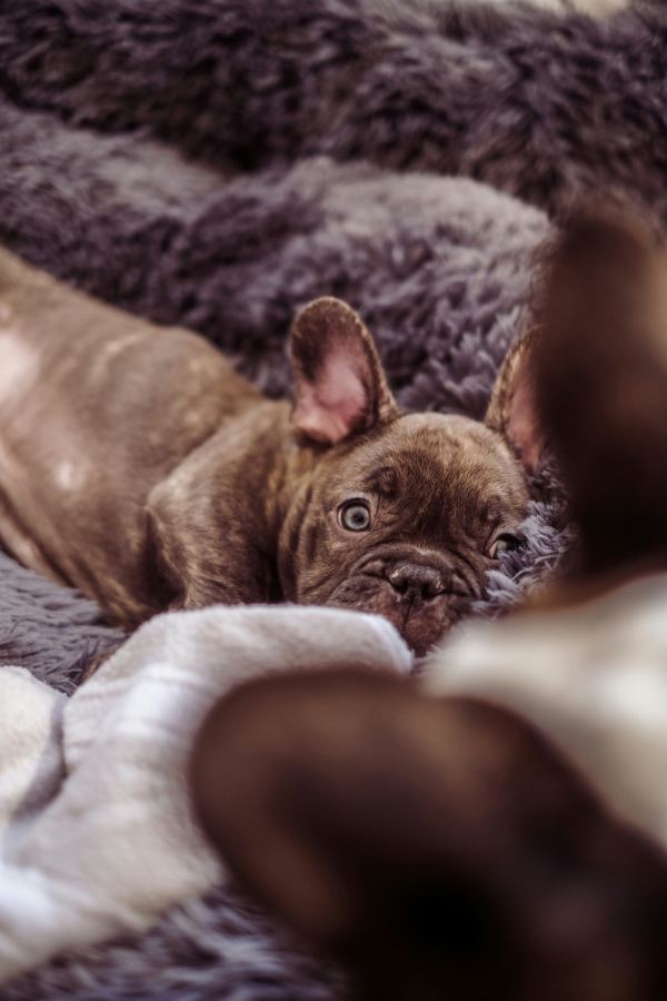 French Bulldog resting on a plush human-sized dog bed