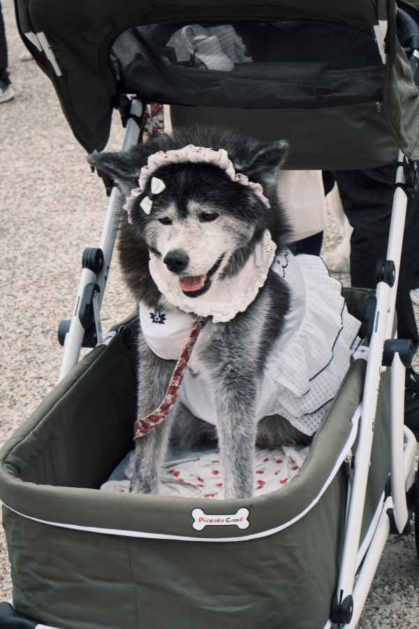 Hondenbuggy’s: comfortabel en stijlvol op pad