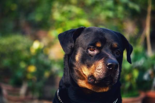 Die Lebenserwartung von Rottweilern verstehen
