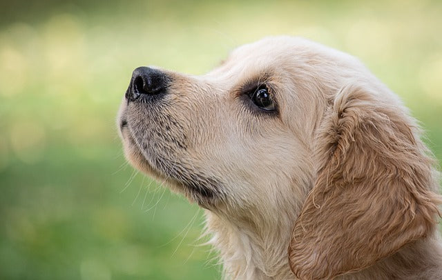 目の見えない犬の社会化とペット同士の慣らし方【2025年版】