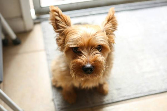 Teacup Yorkie Lifespan: How Long Do Teacup Yorkies Live?