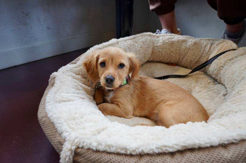 Cucciolo di golden retriever sdraiato in una cuccia color crema con bordi rialzati