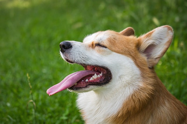 目の見えない犬のためのケアとサポート【2025年版】