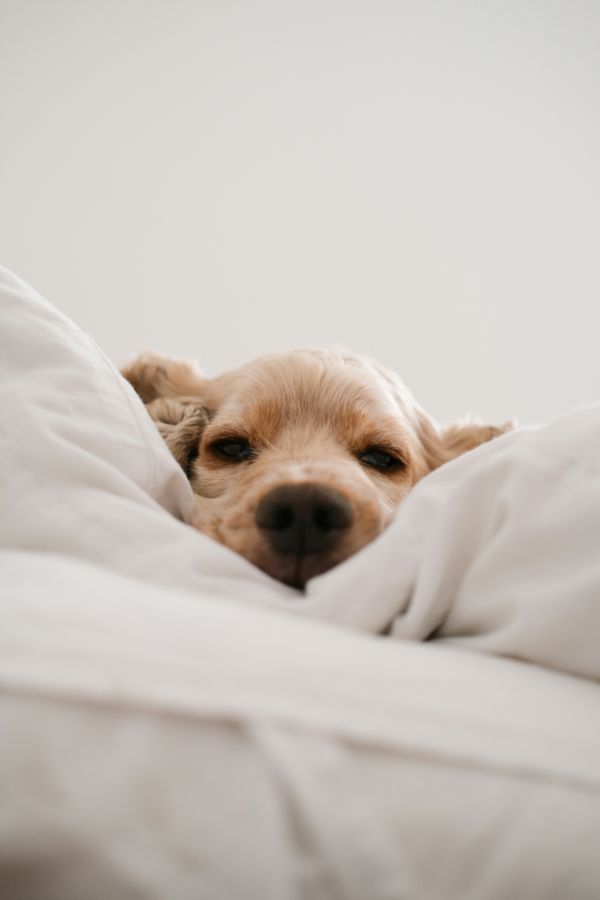 Belangrijke tips voor een betere gezondheid en langere levensduur van je hond