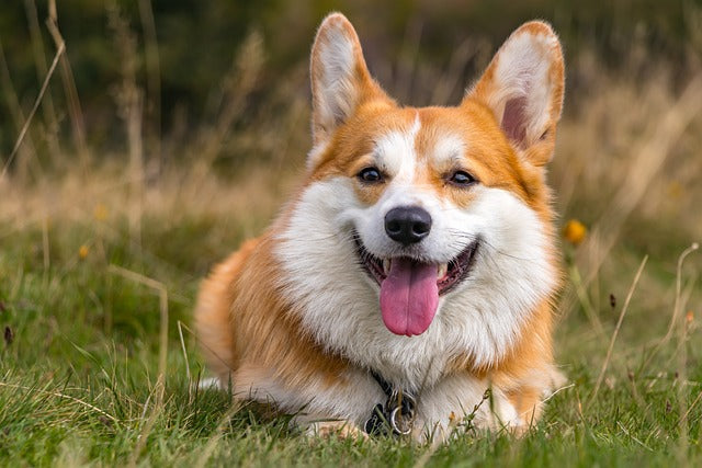 Los 10 mejores productos y dispositivos de asistencia para perros ciegos en 2025
