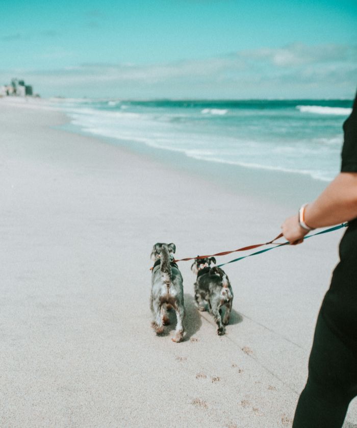Two dogs walking on a beach with leashes