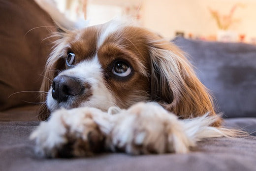 Small dog resting calmly on a couch