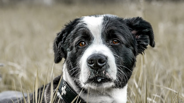 De belangrijkste gezondheidsproblemen bij blinde honden in 2025