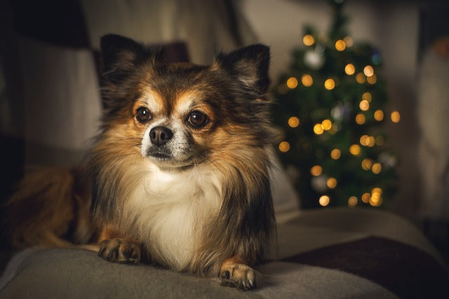 De beste verwarmingsopties binnenshuis voor honden: comfort en verzorging