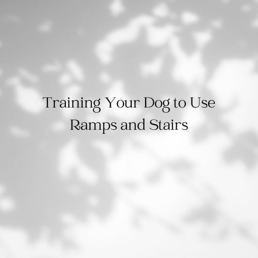Training Your Dog to Use Ramps and Stairs