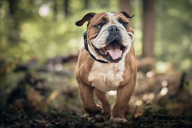 Bulldog walking outdoors on a woodland path