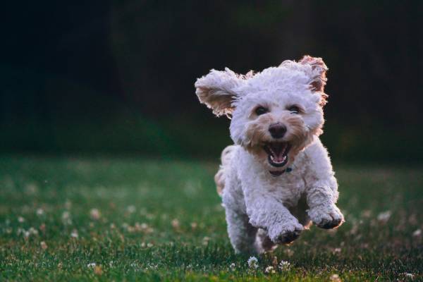 Poodle Lifespan Guide: Live Longer