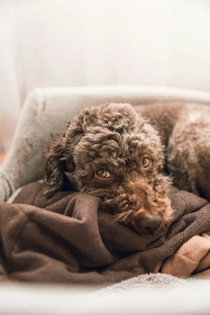 Curly brown dog resting on a brown blanket in a cushioned pet bed