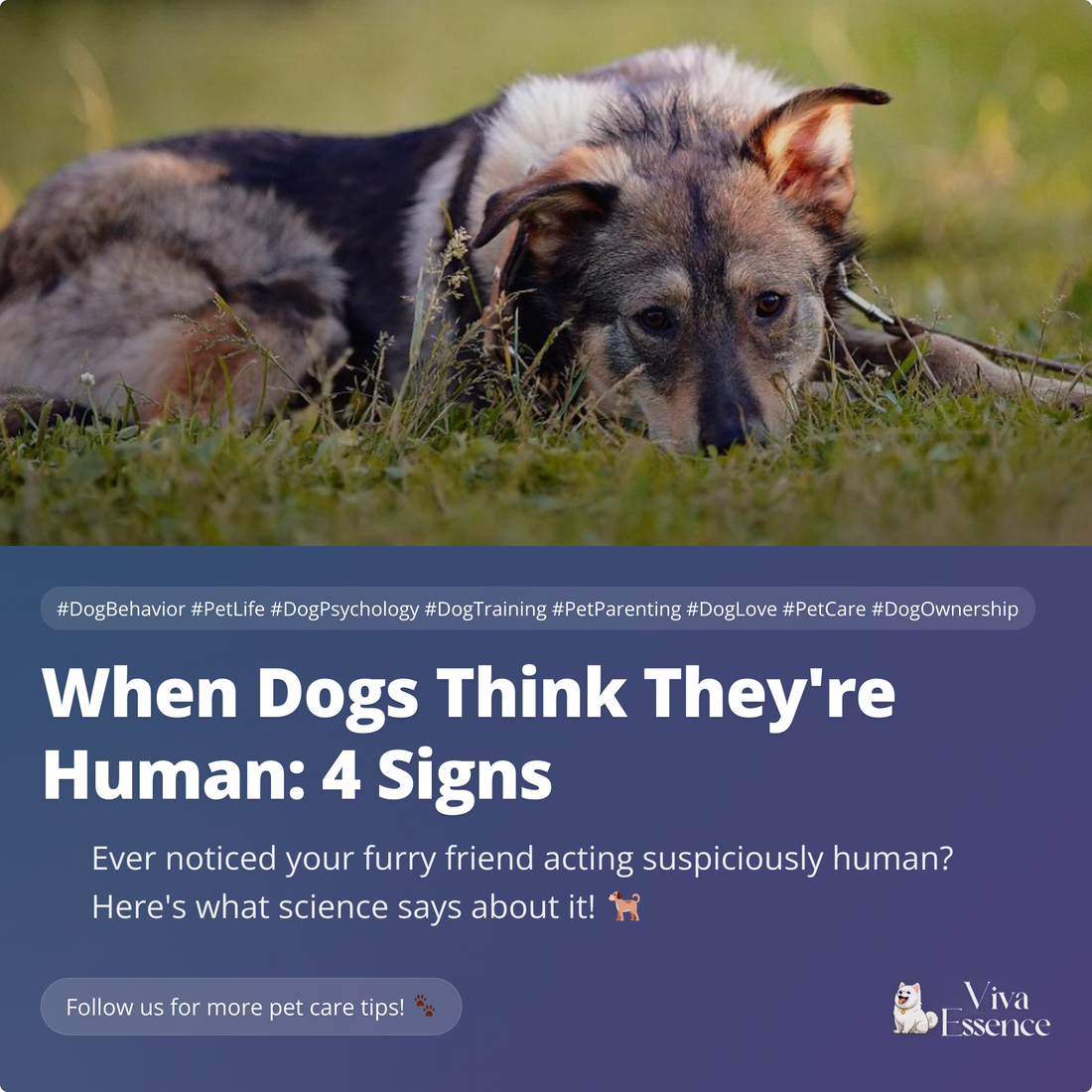 When Dogs Think They're Human: 4 Signs