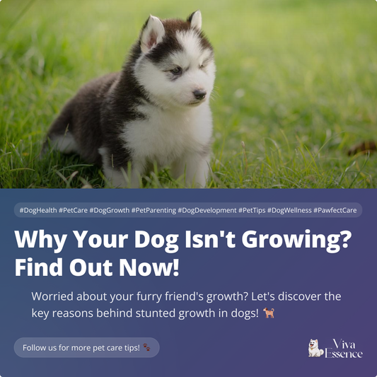 Why Your Dog Isn't Growing? Find Out Now!