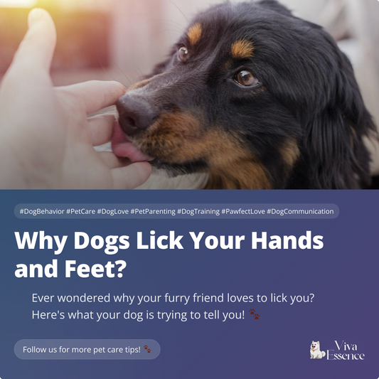 Why Dogs Lick Your Hands and Feet?