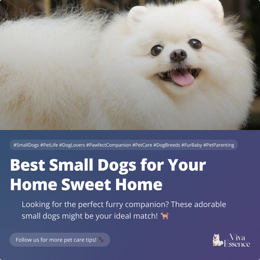 Best Small Dogs for Your Home Sweet Home