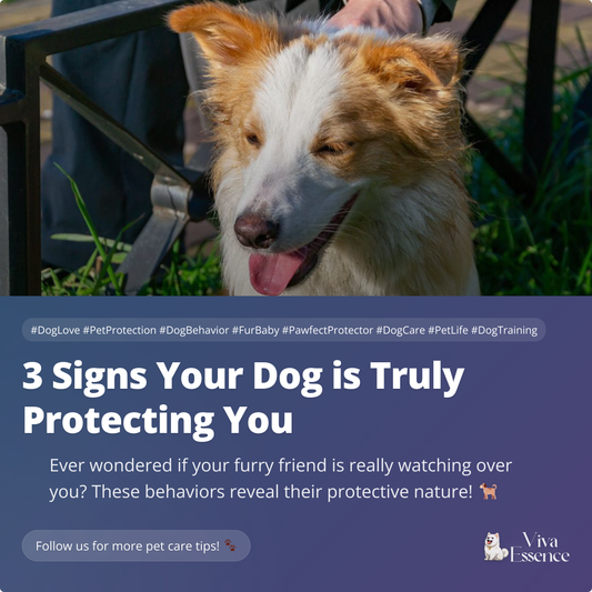 3 Signs Your Dog is Truly Protecting You