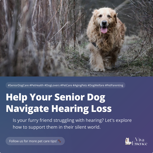 Help Your Senior Dog Navigate Hearing Loss