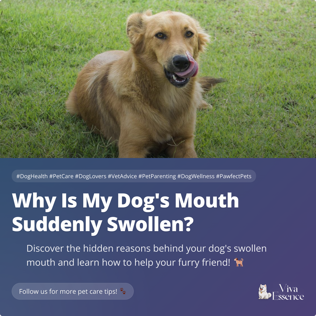 Why Is My Dog's Mouth Suddenly Swollen?