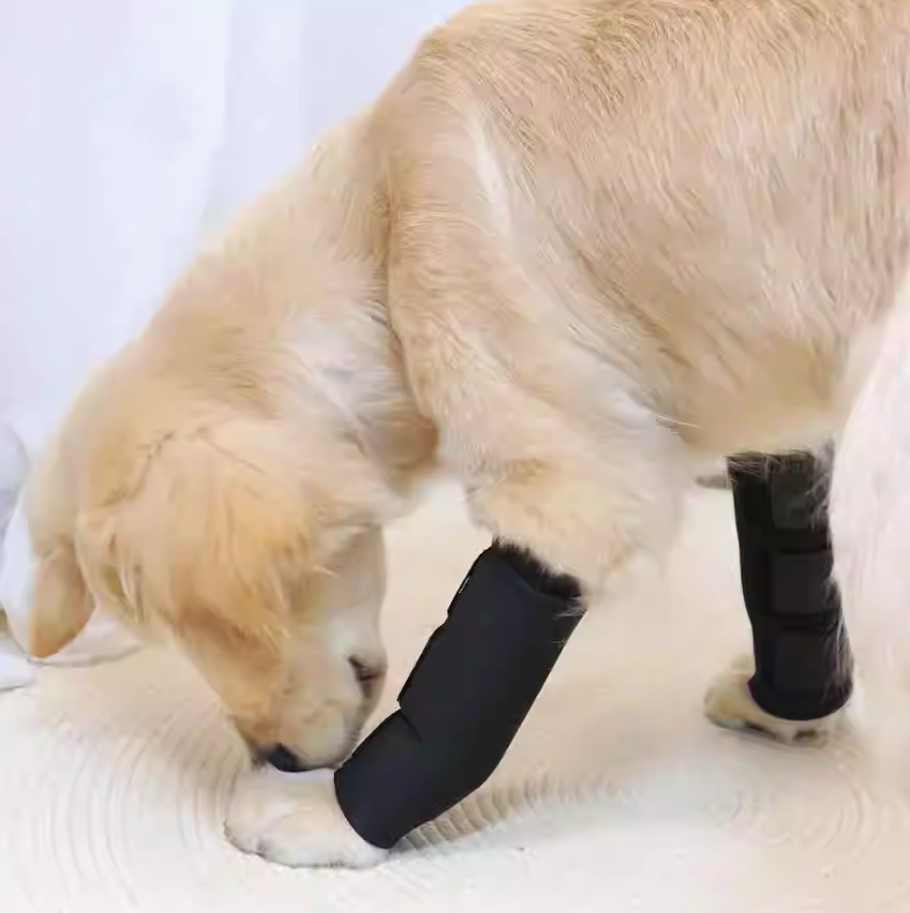 Top Tips for Your Dog to Adjust to a Leg Brace