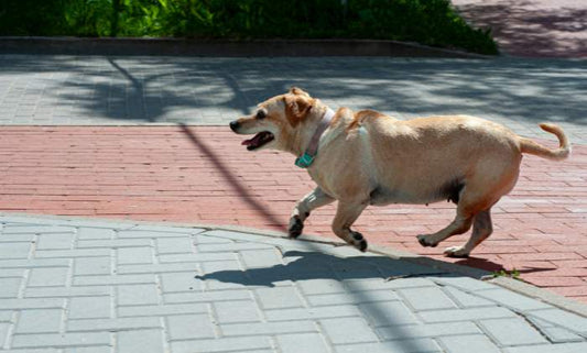 How Much Exercise Does Your Dog Need?