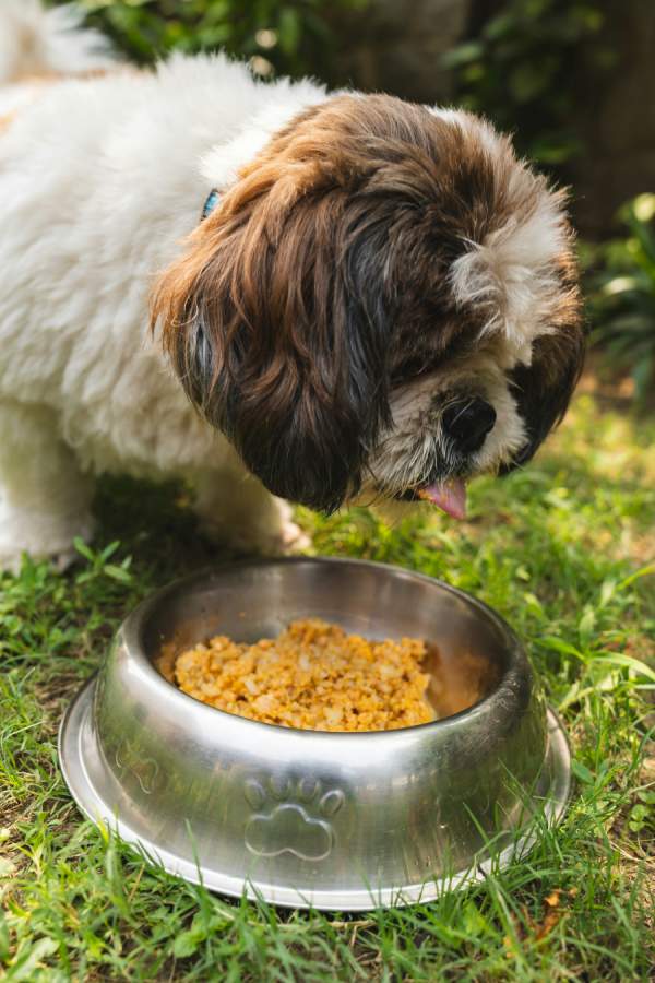 Why Different Recipes Are Needed for Different Dogs