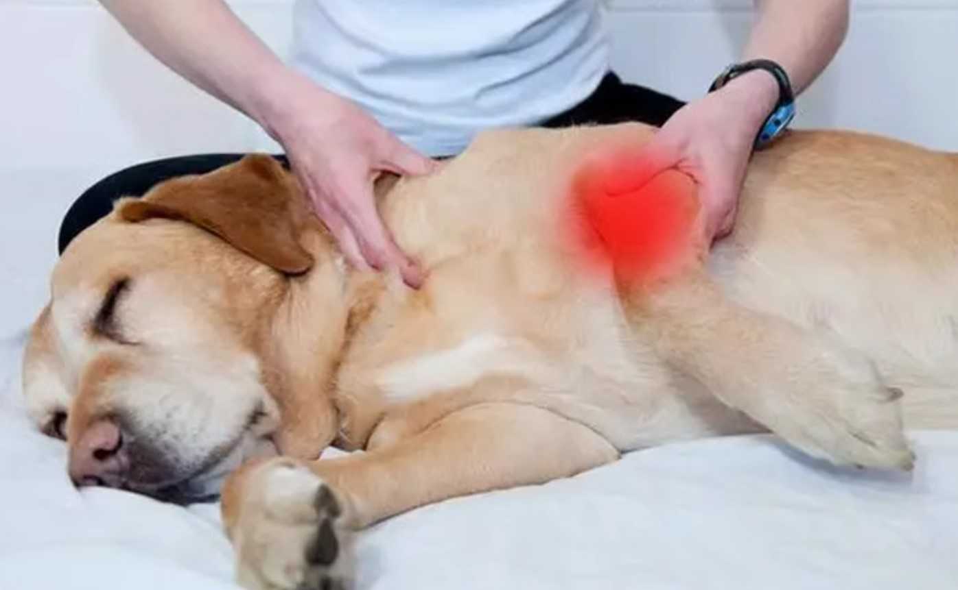Så väljer du det bästa benstödet för din äldre hund