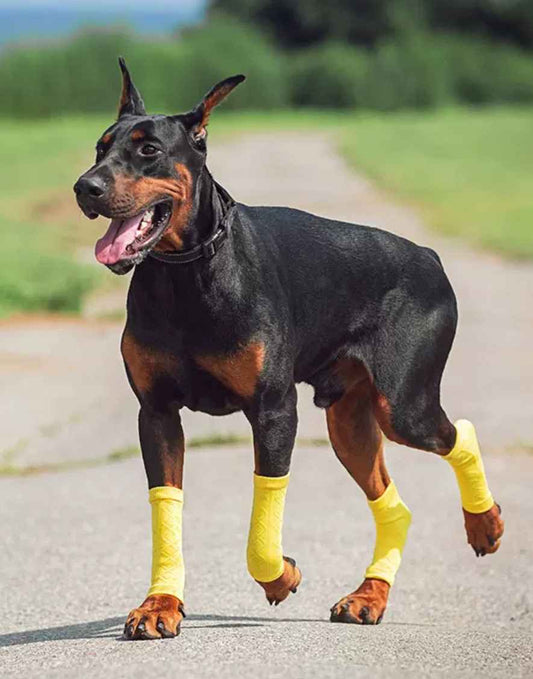 Benefits of Dog Leg Braces for Your Pet's Health