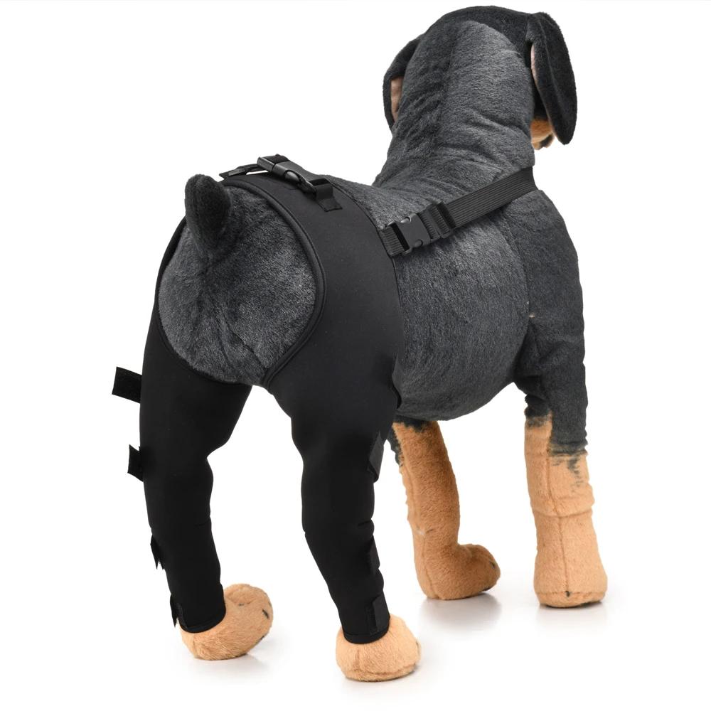 Attelles pour pattes de chien : guide essentiel sur leurs avantages et leur utilisation