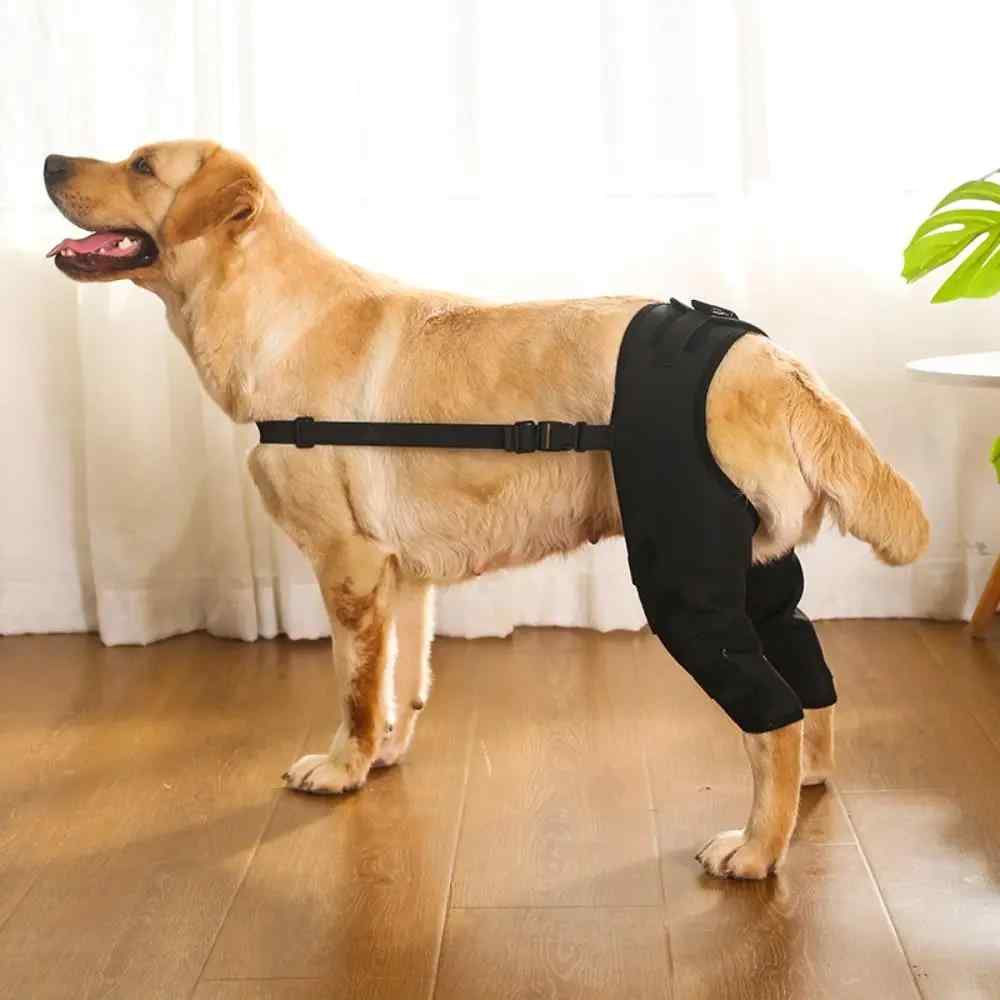 Guía completa sobre las órtesis para las patas de los perros: tipos y beneficios