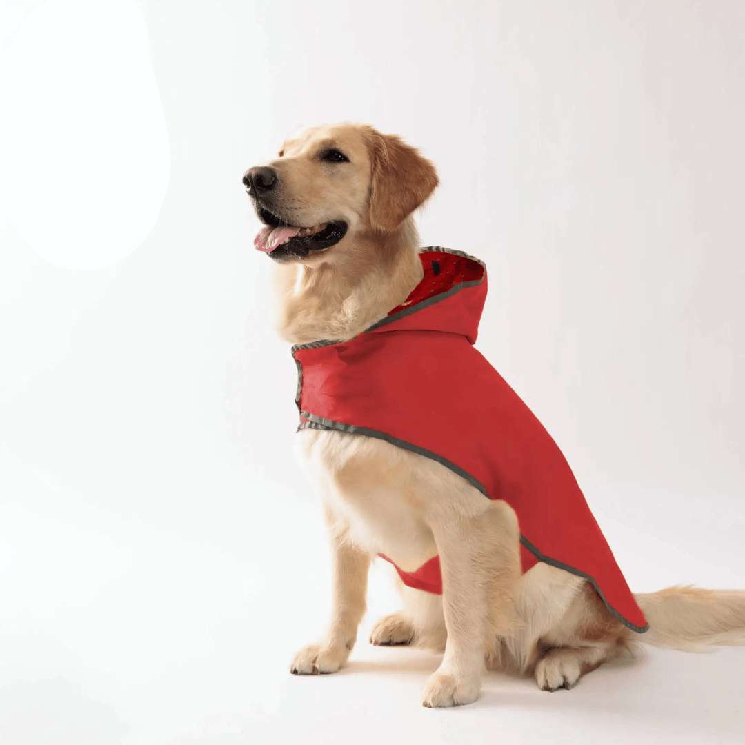 Os melhores materiais para capas de chuva para cães