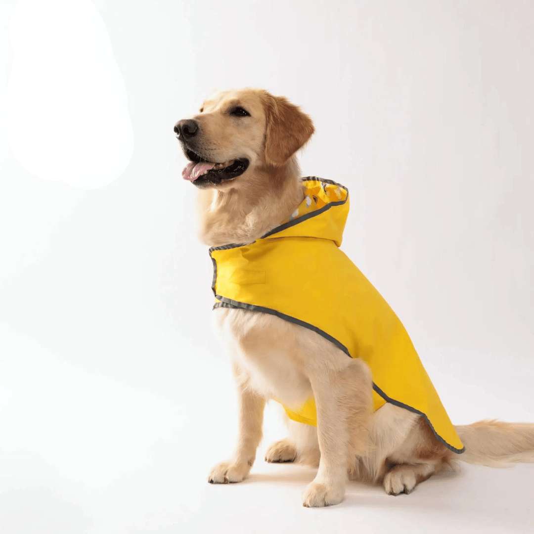 Come abituare il tuo cane a indossare un impermeabile